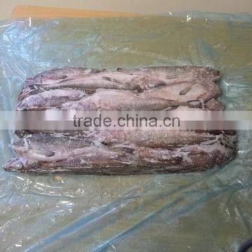 WR Frozen Argentine Hake photo-3