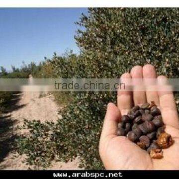 High Quality Jojoba Seeds Castor Seeds