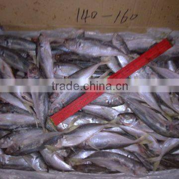 See larger image Best Price Whole Round Frozen Pacific Horse Mackerel