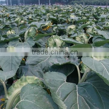 wholesale balck oil sunflower seeds TAA