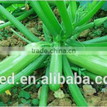 Jade No.3 long productive hybrid squash seeds