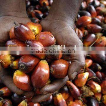 Professional Palm Oil Fractionation Line From Zhengzhou photo-3