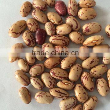 Speckled Kidney Bean photo-3