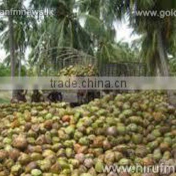 Suvimie Organic Virgin Coconut Oil 10 lt photo-3