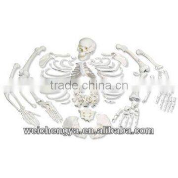 Disarticulated Skeleton With Skull Model