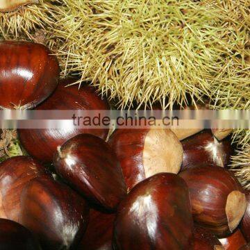 Supply fresh chestnut with good quality for sale