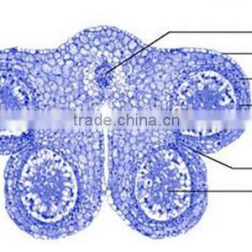 Lily Anther C.S Individual Microscope Prepared Slide