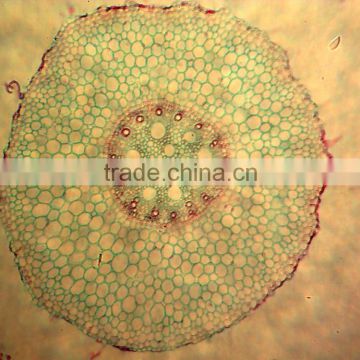 Akar Monokotil microslides,teaching biological microscope prepared slides