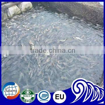 FDA BRC Whole Round Frozen Yellow Croaker Fish For Sale photo-6