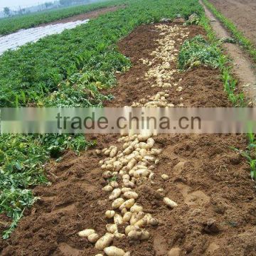 Fresh Farmland Potato With Wholesales Price