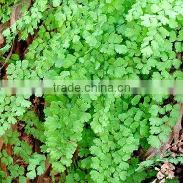 Adiantum trapeziforme, A. capillus-veneris (Giant Maiden Hair Fern, Maidenhair Fern)