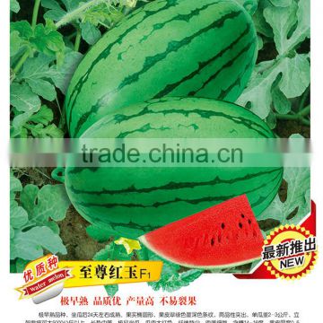 2015 Hot Sale Hybrid F1 Sweet Oblong Watermelon Seeds For Growing-Supremacy Ruby F1