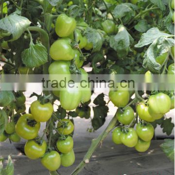 Hybrid Cherry tomato seeds for growing-Little Jade No.2