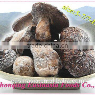 exported Sarcodon aspratus mushroom
