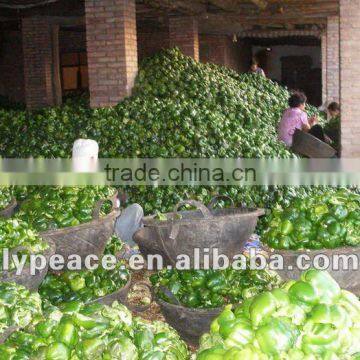 delicious spices- green bell peppers granules