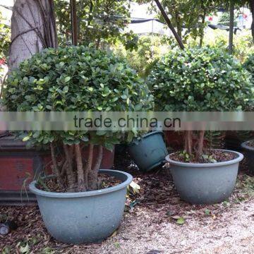 Ficus Microcarpa trees Shaped Bonsai live bonsai tree