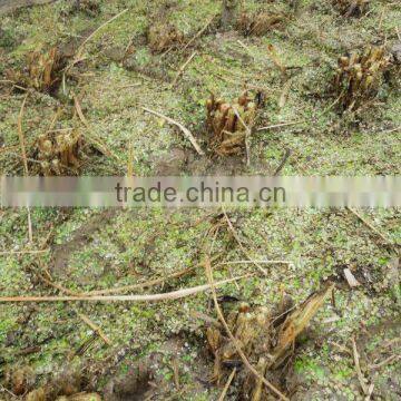 High Output and Good Performance Small-scale Agricultural Machinery photo-3