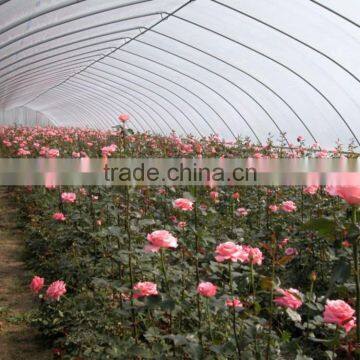 100mm Pvc Plastic Film Covered Tunnel Greenhouse For Private Agicultural Planting photo-2