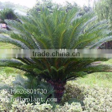 Artificial Cycas Revoluta Sago Cycas for Jurassic Period Dinosaur Hall
