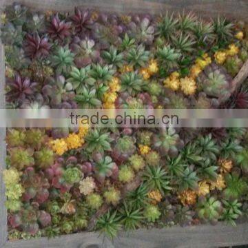 Home and outdoor decoration synthetic cheap artificial vertical green succulent grass wall E08 0407