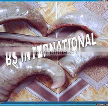 Buffalo Horn Solid Tips photo-2