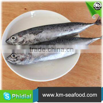 Hot Selling 18 Months Shelf Life Frozen on Board Bonito photo-4