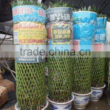 Lucky Bamboo ( Dracaena Sanderiana) Cage Shape Indoor Plant 200-220cm photo-3