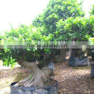 Ficus microcarpa cliff shape