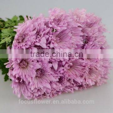 Decorative Flowers & Wreaths Type Chrysanthemum Pink From KUNMING photo-2