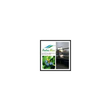 Blueberry Extract Juice 65 Brix
