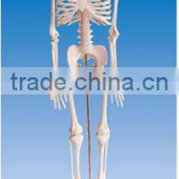 45cm human skeleton model