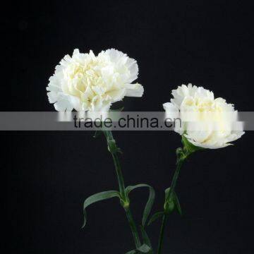 Top grade Snow White carnation white