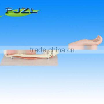 Medical science human skeleton study model Elblow joint for clinic