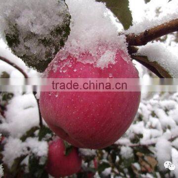 Fuji apples in the snow