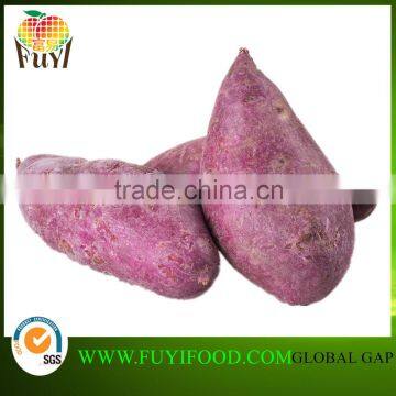 Fresh Purple Sweet Potato For Sweet Potato Buyers