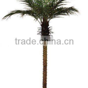 Roebelin date palm Tree