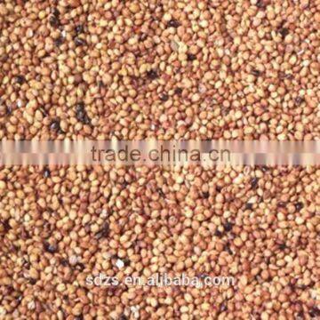 feed sorghum price is very competitive
