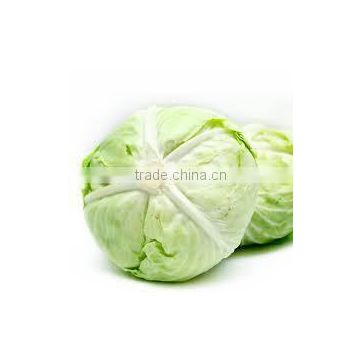 VIET NAM FRESH CABBAGE big size