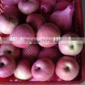 fresh qinguan apple from china with regular shape