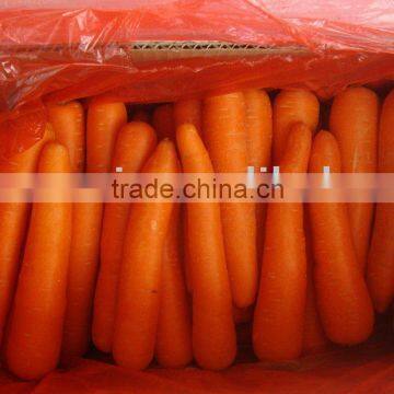 fresh vegetable carrot