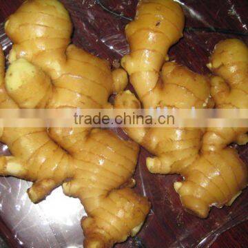 fresh ginger 150G-200g for EU MARKET