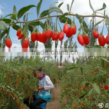 NingQi Goji No.7 Seeds Ningqi No.7-Chinese Best Wolfberry Medlar Goji Berry Seeds for growing