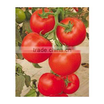 Super Hot Indeterminate Growth Hybrid Tomato Seeds For Sale-New Ruby