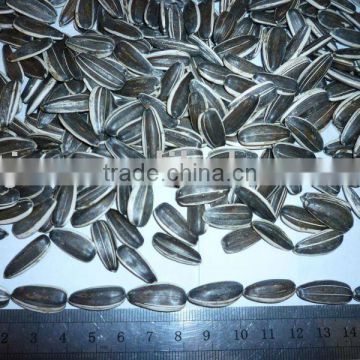 Hot sell chinese sunflower seeds 5009,5135, 20/64,22/64,24/64