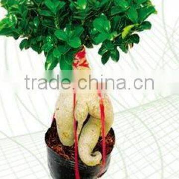 Indoor grafted Ficus Gineseng roots plants and bonsai --Ficus Microcarpa