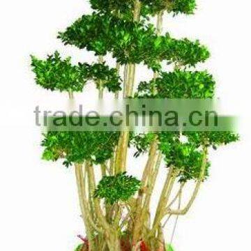 Ficus