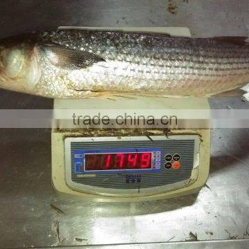 Land Frozen Grey Mullet Whole Round With Size 1500-2000g photo-3