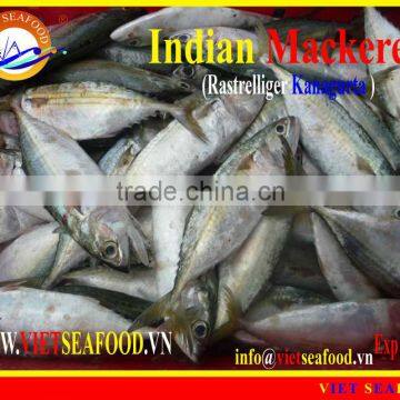 FROZEN W/R INDIAN MACKEREL