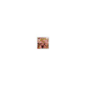 Wholesale to Asia 2.8m Artificial White &pink Wedding Blossom Decor photo-5