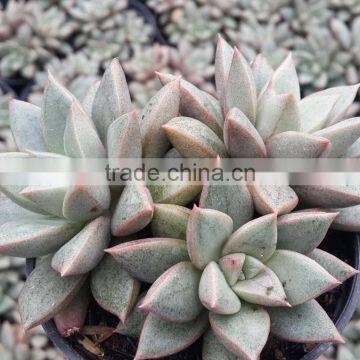 Graptopetalum Ametorum , Grapes Hybrid Decorative Plants Echeveria, Succulent Plants, Tropical Plants photo-2